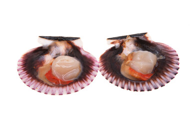 scallops in shells isolated