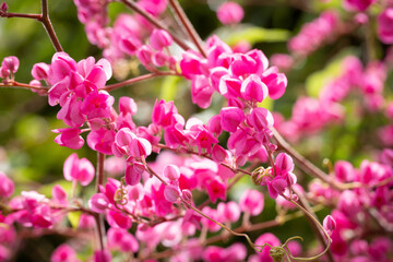 Pink Chain-of-love flowers, selective focus.