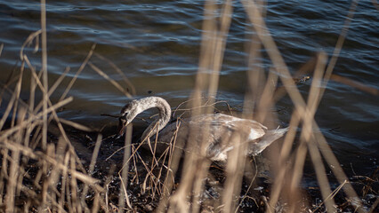 gray swan on the shore looking for something to eat