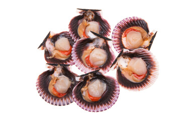 scallops in shells isolated