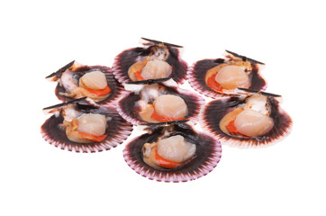 scallops in shells isolated