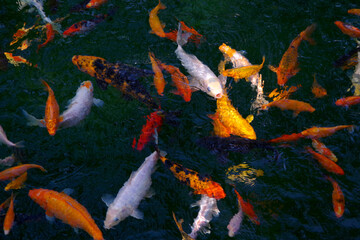 Multi-colored carps swim in clear water.