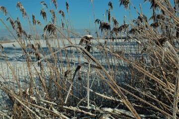 Iced reeds in front of a winter landscape