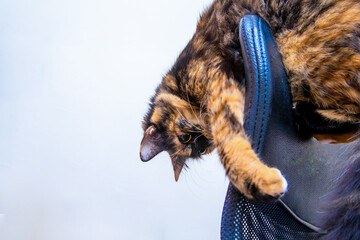 a multicolored domestic cat sits on the back of a high computer chair upside down