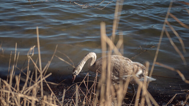 Gray Swan On The Shore Looking For Something To Eat