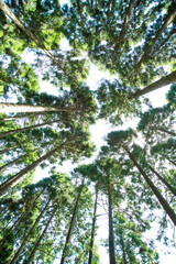 空高く伸びる杉木立