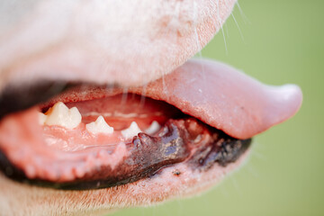 mouth of teeth. Mouth and teeth of a white American bulldog. Teeth from a dog. Open mouth of dog....