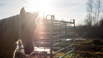 white horse on the farm close up