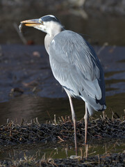 Beautiful heron at the waterside 