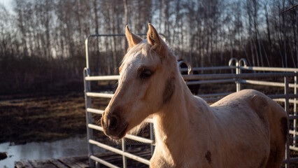 Fototapeta premium white horse on the farm close up