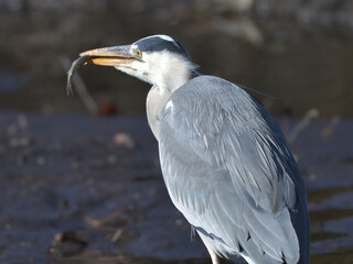 Beautiful heron at the waterside 