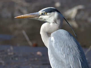 Beautiful heron at the waterside 