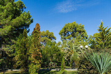 Palm trees, pine trees, thuja and eucalyptus in winter sunny day .Many beautiful evergreen exotic plants decorate the squares and parks of famous resort Sochi.