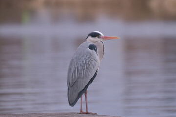 Beautiful heron at the waterside 