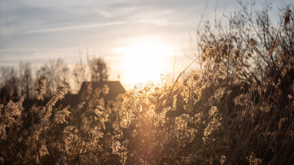 sunset with plants in the foreground on a farm with a building in the background