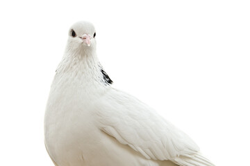 dove