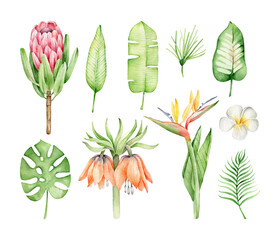 Watercolor set of tropical flowers and leaves