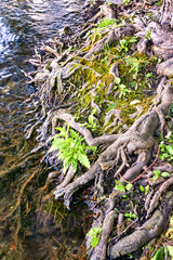 Old curved tree roots that protrude from the bank into the water.