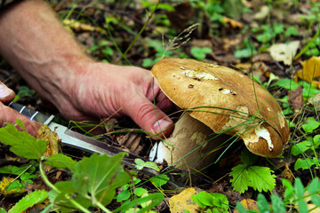 Search mushrooms (boletus edulis) in forest closeup. Mushrooms hiking in woods. Man collect cut...