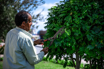A gardener in the garden trims the leaves of trees with large metal shears.