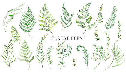 Watercolor Fern Clipart, Isolated Greenery clipart for wedding invitation, baby shower, birthday cards diy,  Nature clip art with forest greenery. - 415751660