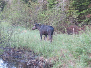 a moose in the Algonquin Provincial Park, Ontario, Canada, May