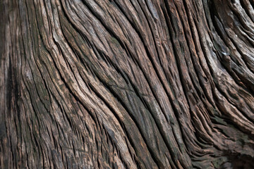 Beautiful wood grain.