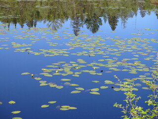 a lake in the Algonquin Provincial Park, Ontario, Canada, May