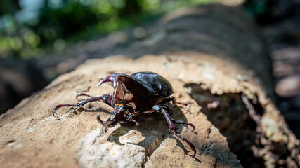 A large beetle on a log, a beautiful horned beetle perched on a tree, looks natural.