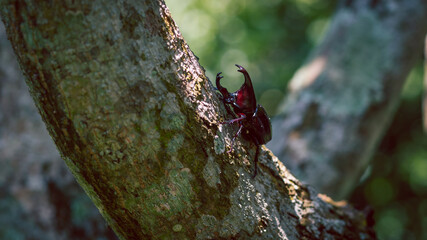 A large beetle on a log, a beautiful horned beetle perched on a tree, looks natural.