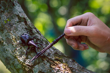 A large beetle on a log, a beautiful horned beetle perched on a tree, looks natural.