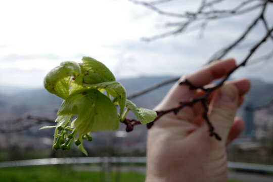 Hand holding a branch of a tree