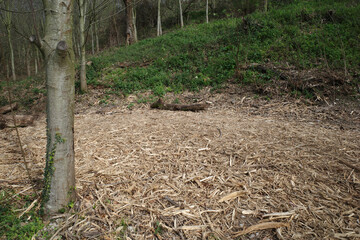 Tree in the forest