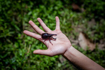Obraz premium A large beetle on a log, a beautiful horned beetle perched on a tree, looks natural.