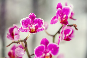 Fototapeta na wymiar Violet Phalaenopsis orchid flowers are photographed in front of a window
