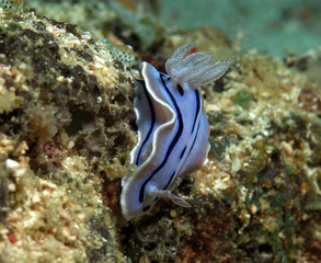 A Chromodoris Willani nudibranch crawling on a coral Boracay Philippines