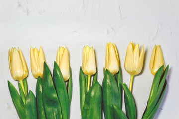Yellow tulips on a white concrete background. Place for text.