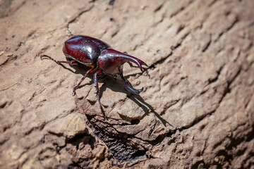 A large beetle on a log, a beautiful horned beetle perched on a tree, looks natural.