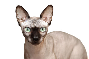 Sphynx cat with green eyes portrait isolated on white background.