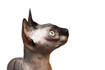 Sphynx cat with green eyes portrait isolated on white background.