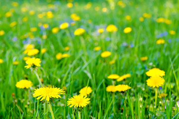 yellow flowers