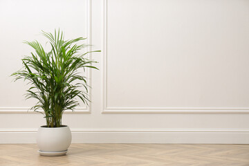 Fototapeta na wymiar Beautiful indoor palm plant on floor in room, space for text. House decoration