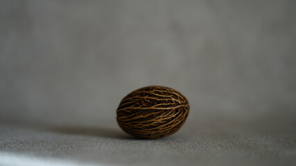 木の実　ヤシ　ドライフラワー　植物標本