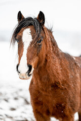 Beautiful stunning animal, horse stallion mare of welsh pony on snowy background. Portrait of a horse in snow.