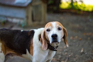 Estonian Hound dog outdoor portrait at cloudy day. Front view.