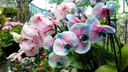 Big bunch of tropical blooming blue and pink orchid in the flower orangery.