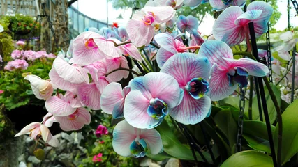Tuinposter Big bunch of tropical blooming blue and pink orchid in the flower orangery. © nikol85