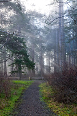 trail running through a misty forest at Rathtrevor Provincial Park, Parksville, BC, Canada