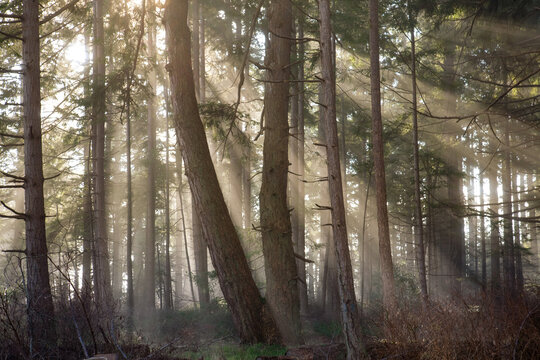 sunbeams shining through a misty morning forest at Rathtrevor Provincial Park, Parksville, BC, Canada