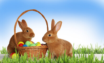 Adorable bunnies near wicker basket with dyed Easter eggs on green grass outdoors